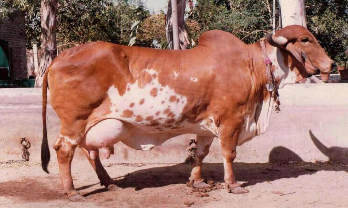 gir cow farm in gujarat