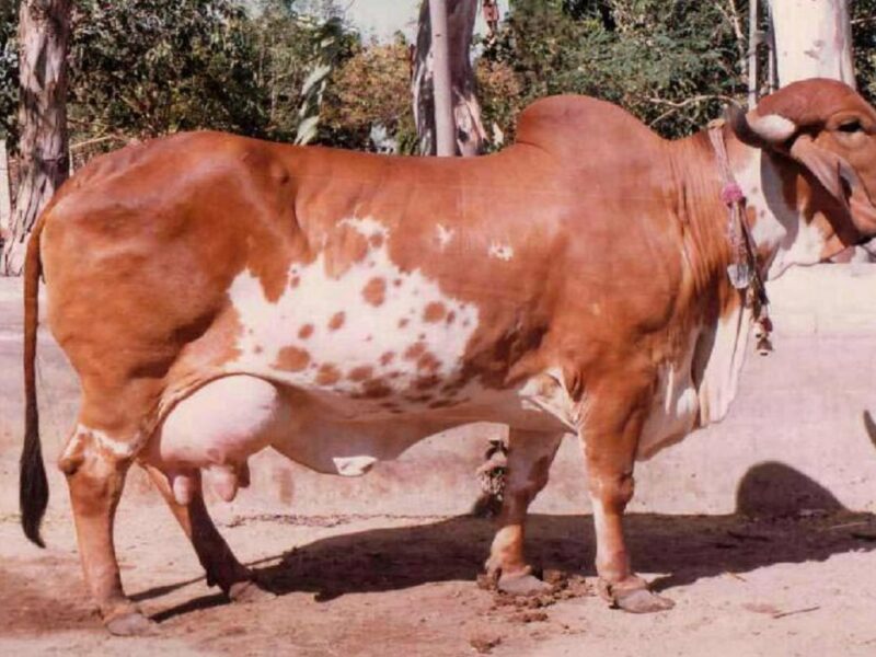 gir cow farm in gujarat