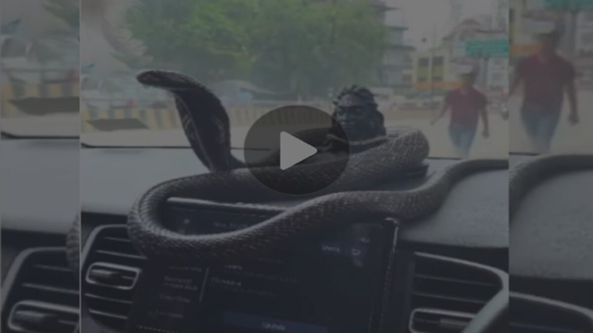 Dangerous Snake Found Inside Car