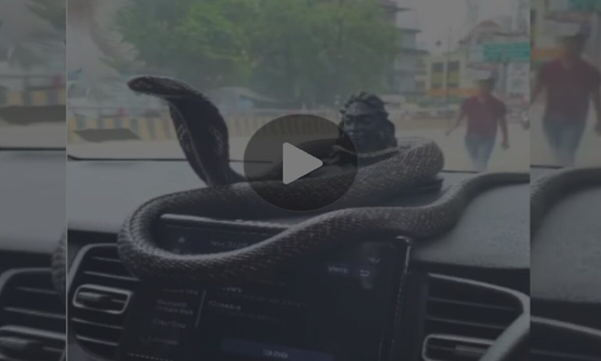 Dangerous Snake Found Inside Car