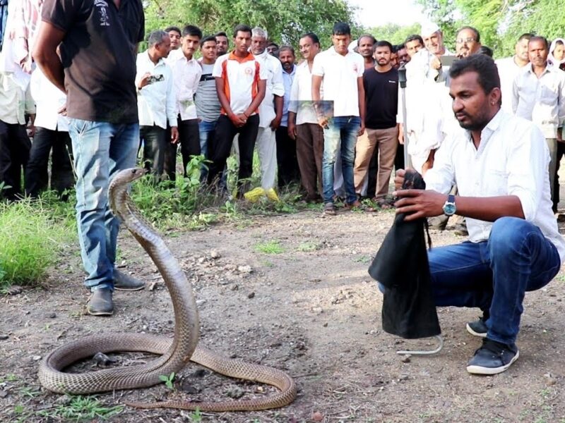 king cobra snake