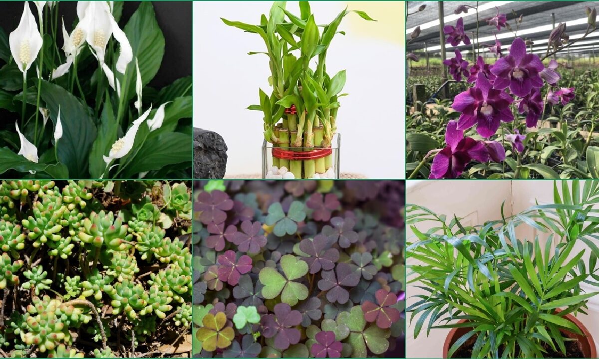 money plant