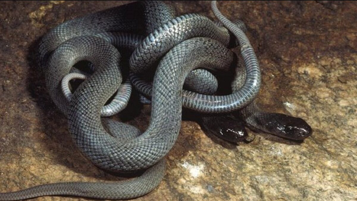 20 dangerous snakes found