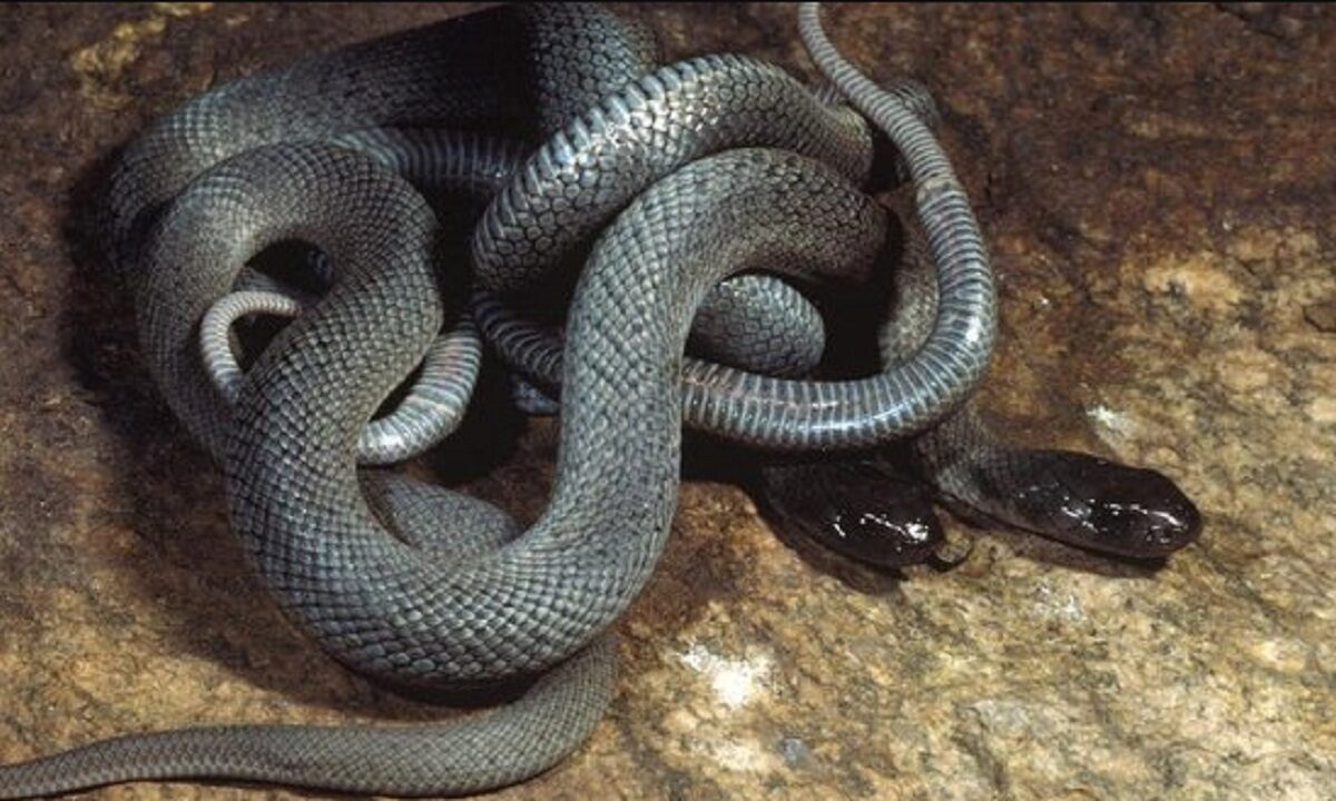 20 dangerous snakes found