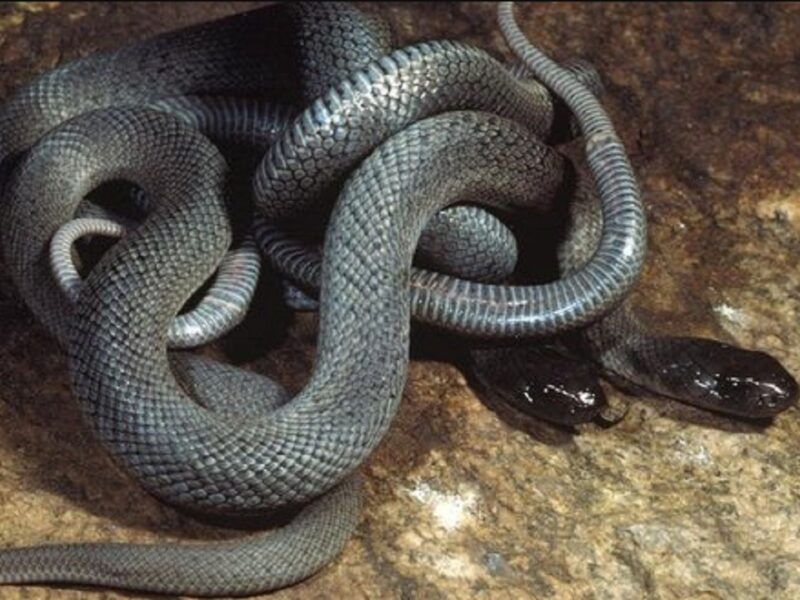 20 dangerous snakes found