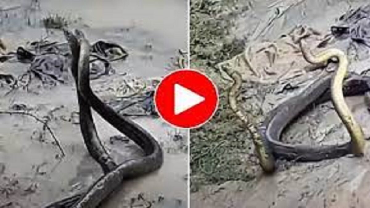 Cobra Snake Video viral