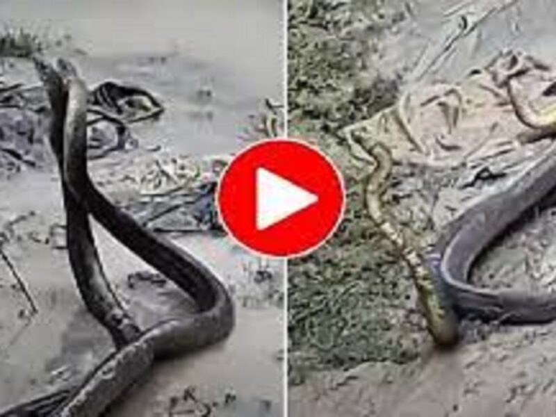 Cobra Snake Video viral