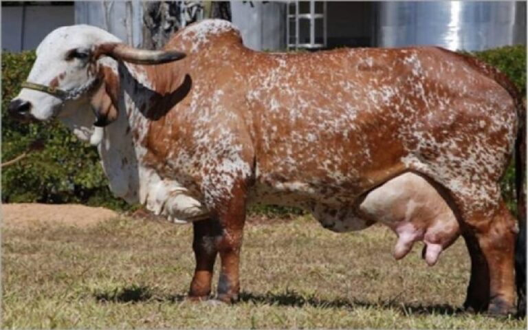 इस गाय से शुरू करें अपना बिजनेस, महीने भर में बना सकती है आपको मालामाल