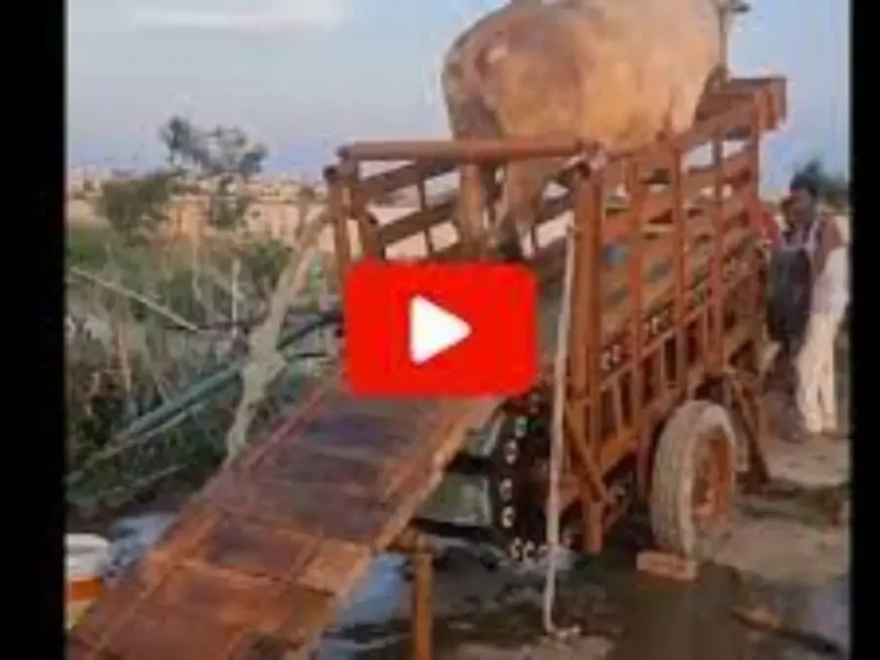 Draw water from well