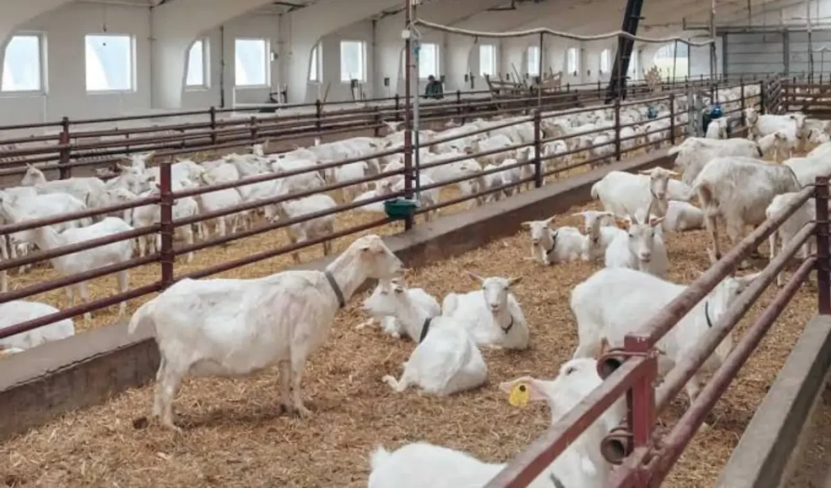 Goat Farming Subsidy