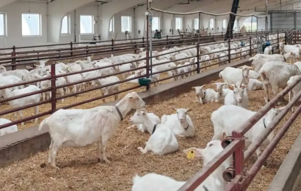 Goat Farming Subsidy