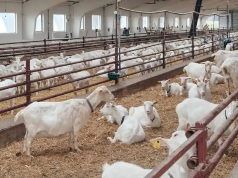 Goat Farming Subsidy