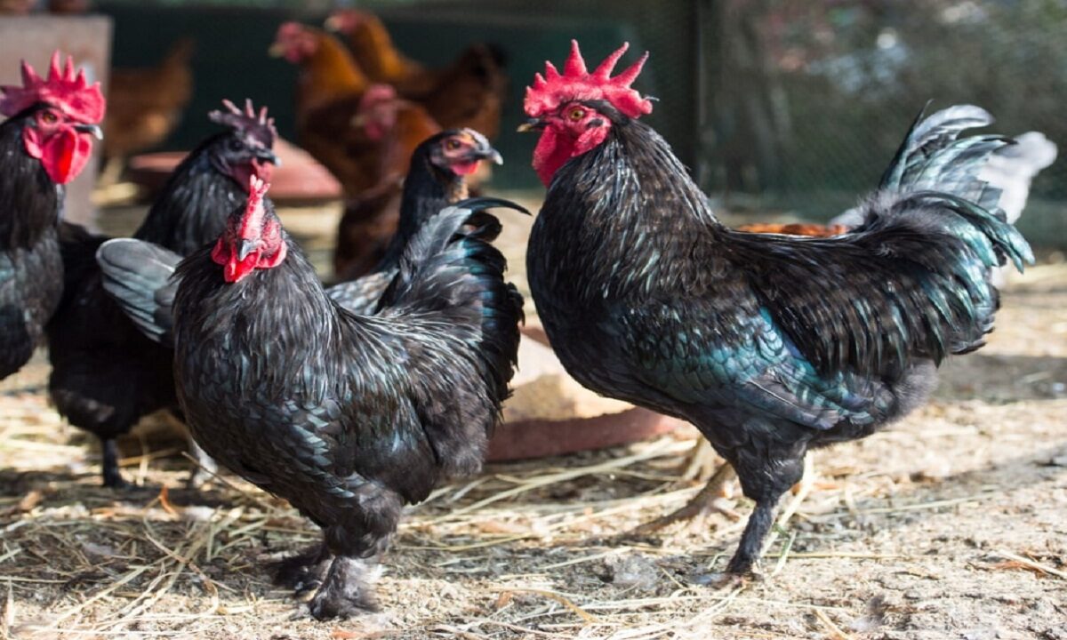 Kadaknath Chicken business
