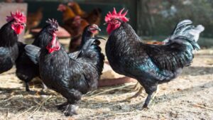 Kadaknath Chicken business