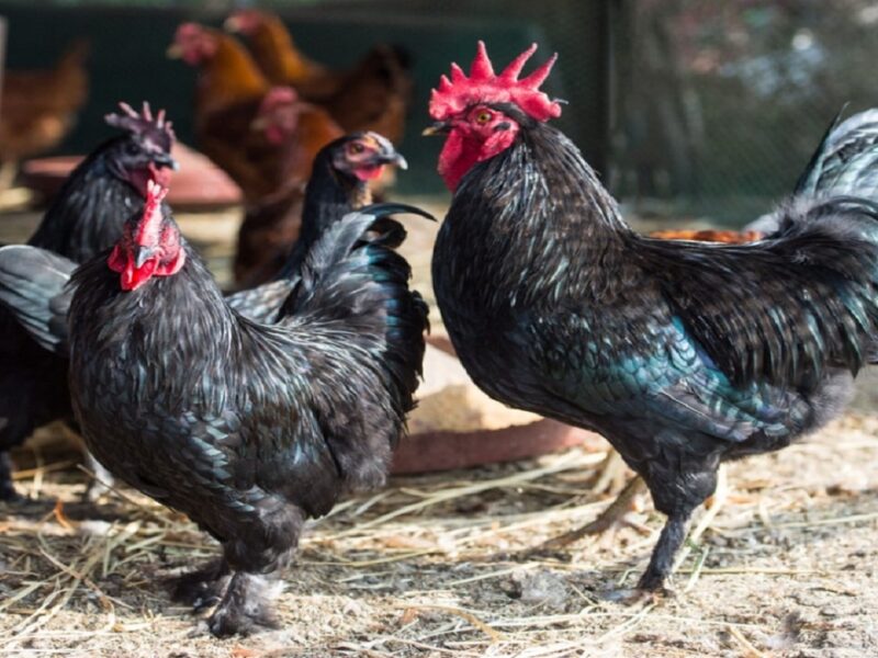 Kadaknath Chicken business