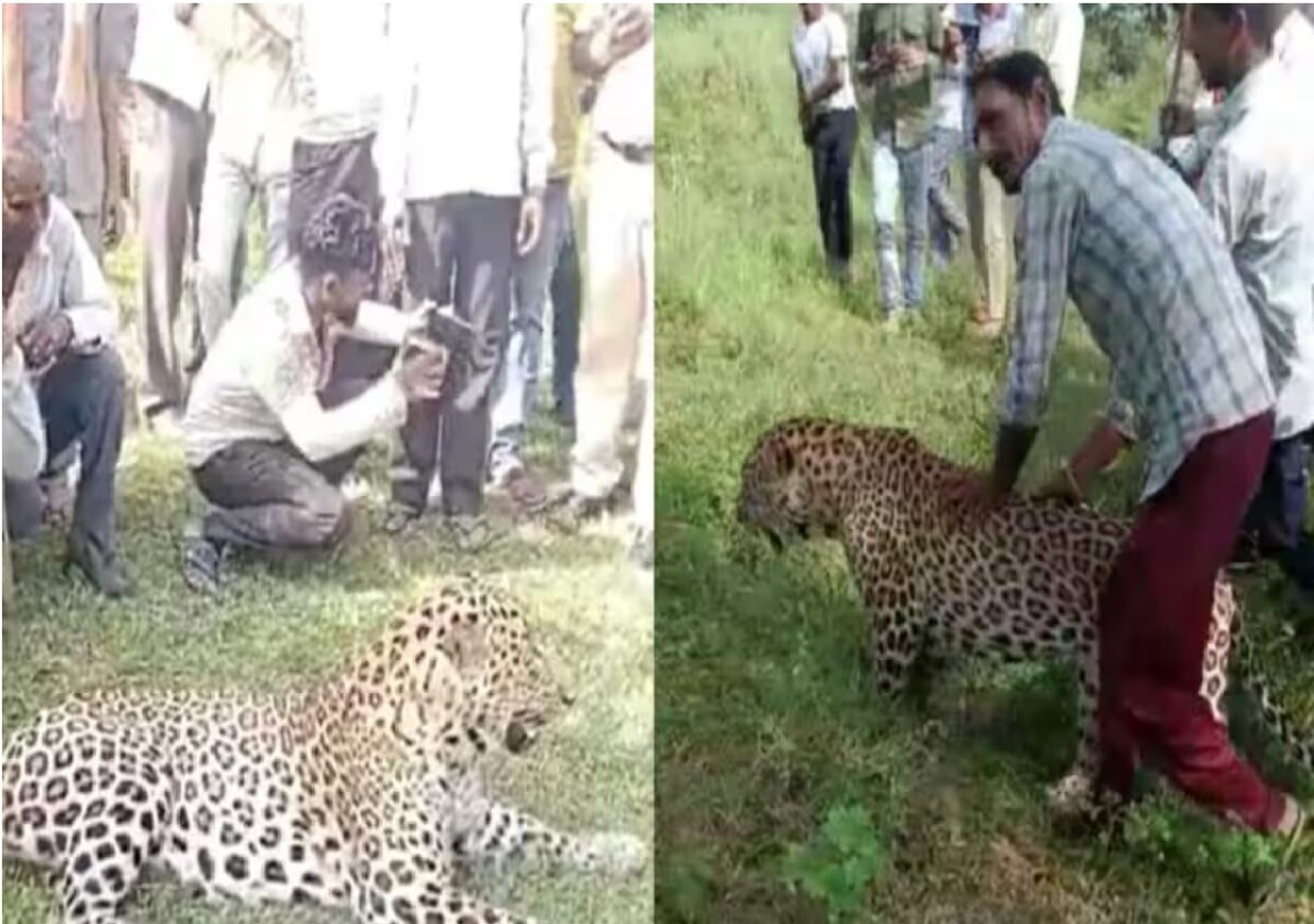 Leopard Video viral