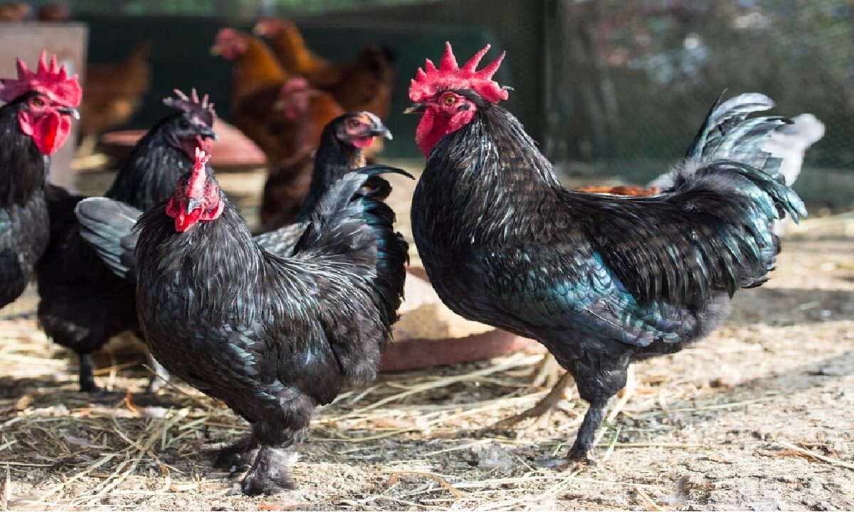 MBA Person Has Started Poultry Farming Business