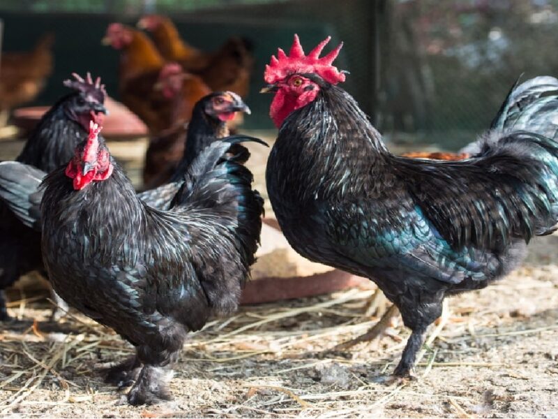 MBA Person Has Started Poultry Farming Business