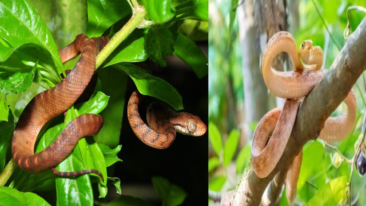 Plants That Invites Snakes