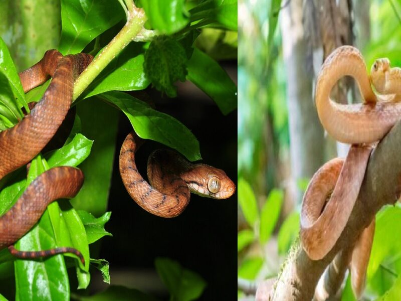 Plants That Invites Snakes