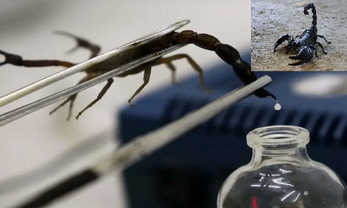 Scorpion's poison