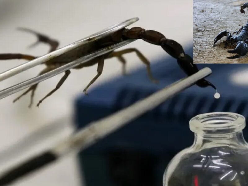 Scorpion's poison