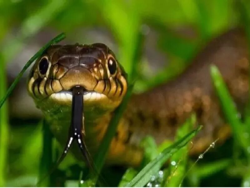 Snake at Field