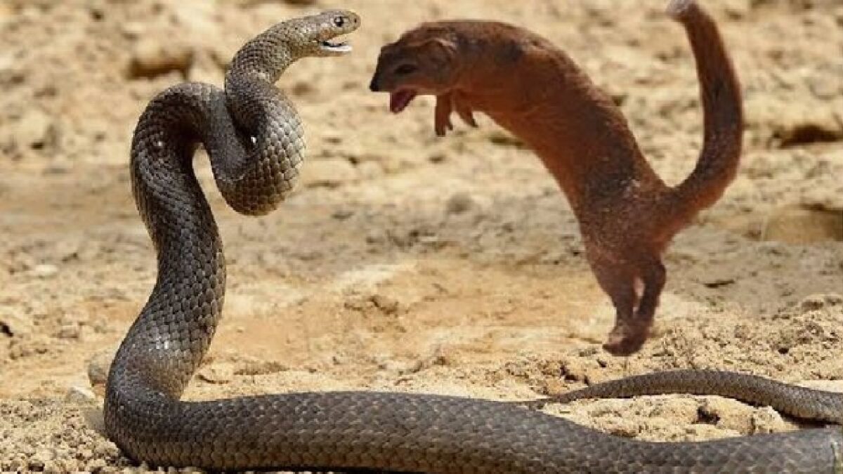 Snake V/S mongoose