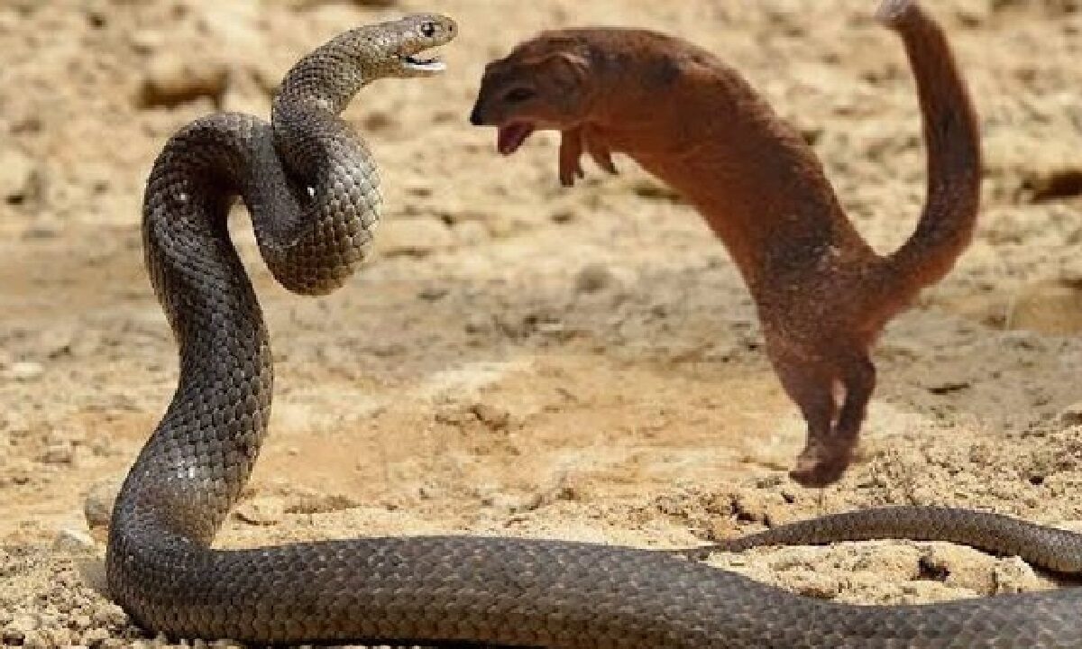 Snake V/S mongoose
