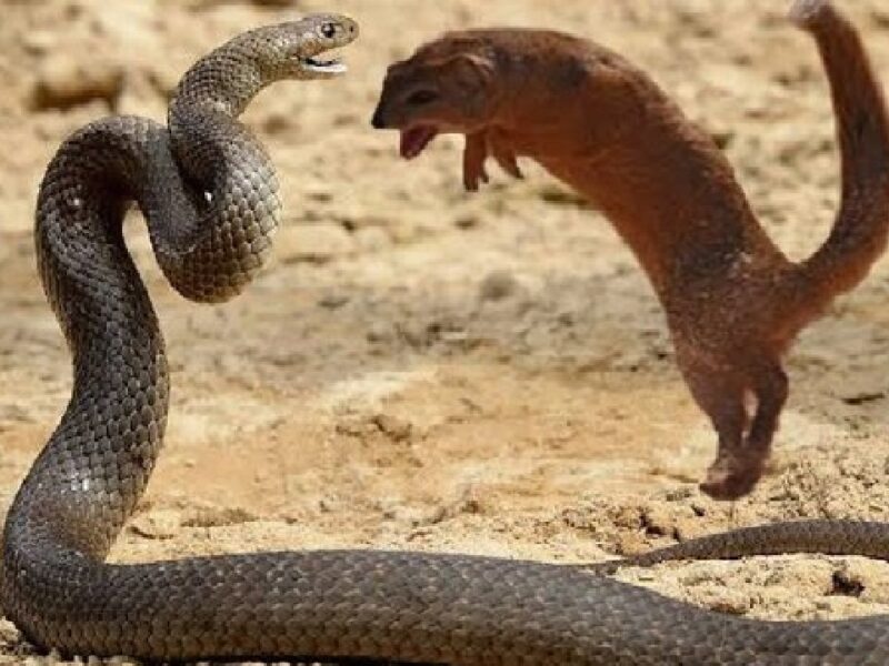 Snake V/S mongoose