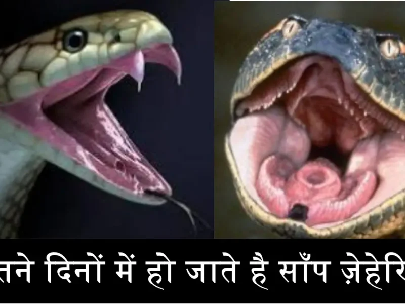 Snakes Birth Fact