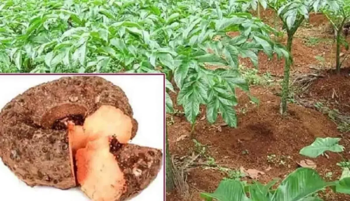 Trending Kitchen Tips