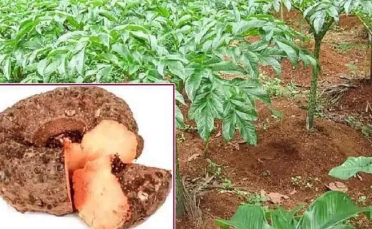 Trending Kitchen Tips