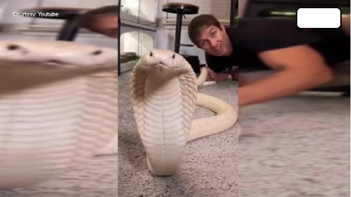 Snake Video Viral On Social Media