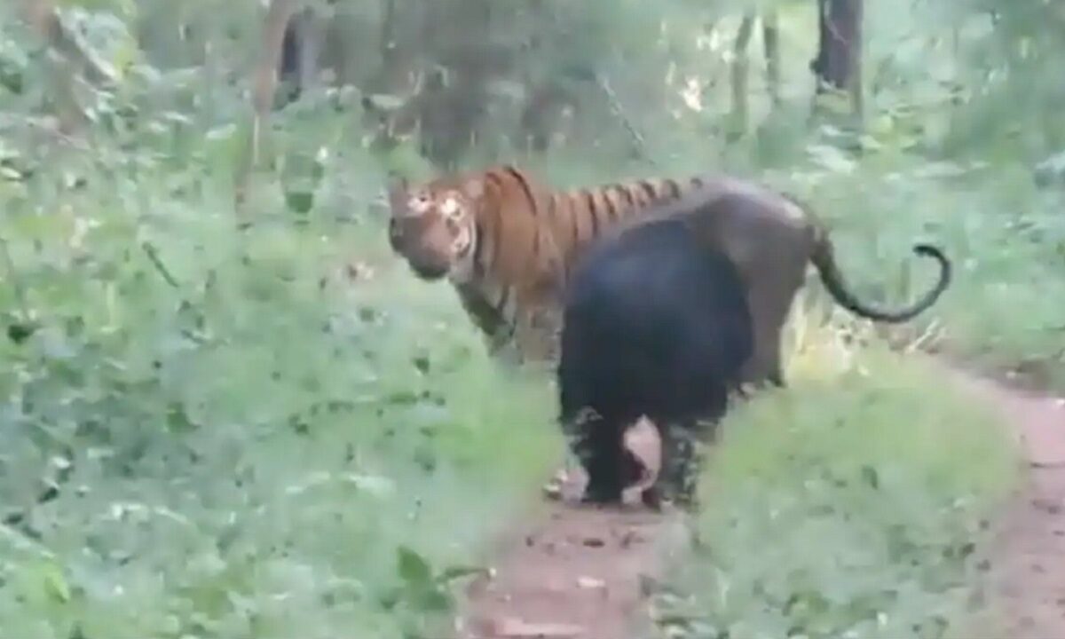 bear and tiger