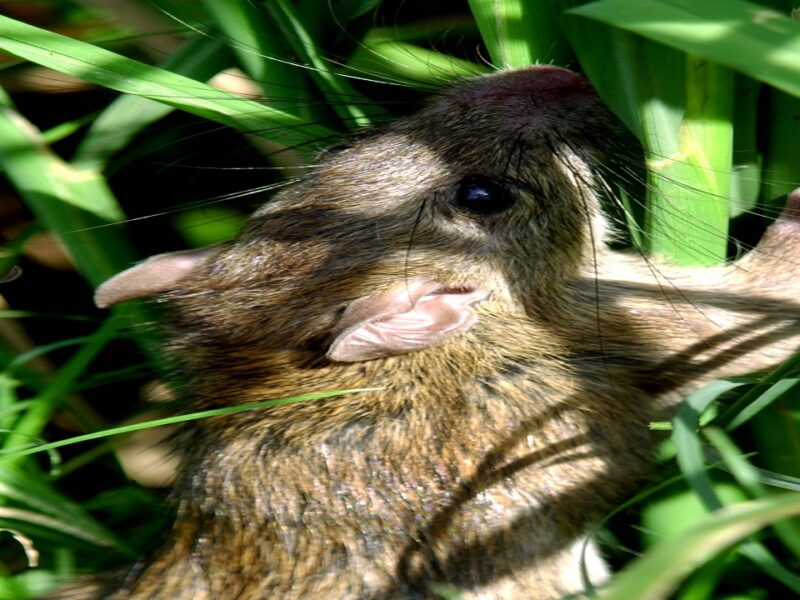 rats in the fields