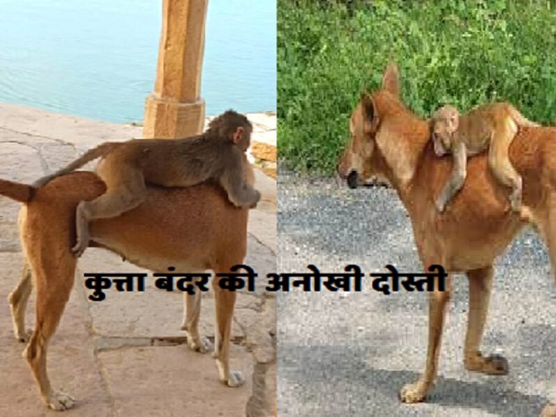 unique friendship between dog and monkey