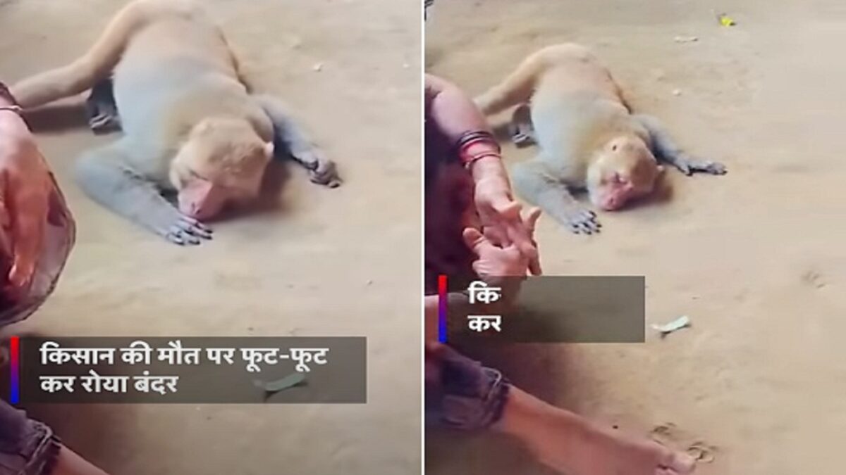 viral video of Monkey