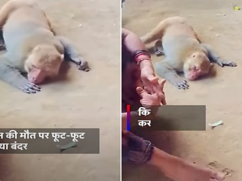 viral video of Monkey