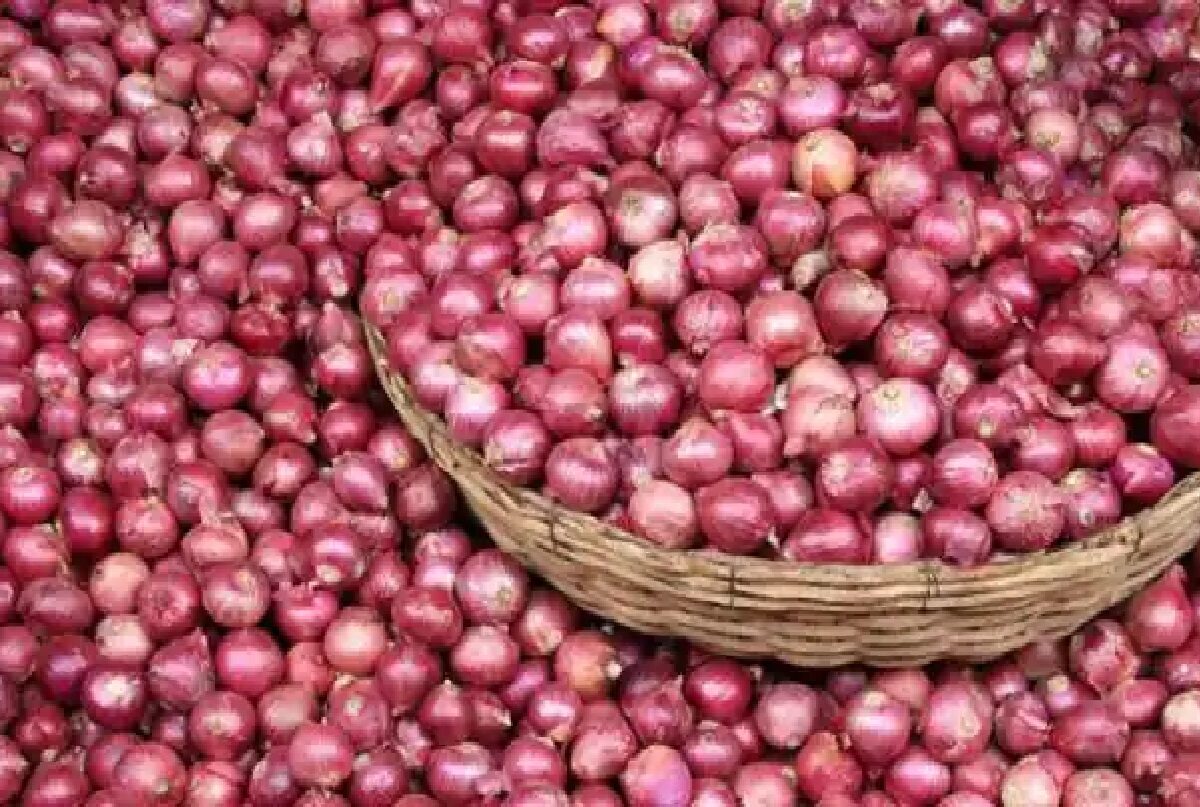 Onion Price Today