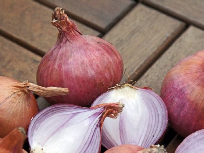 Onion