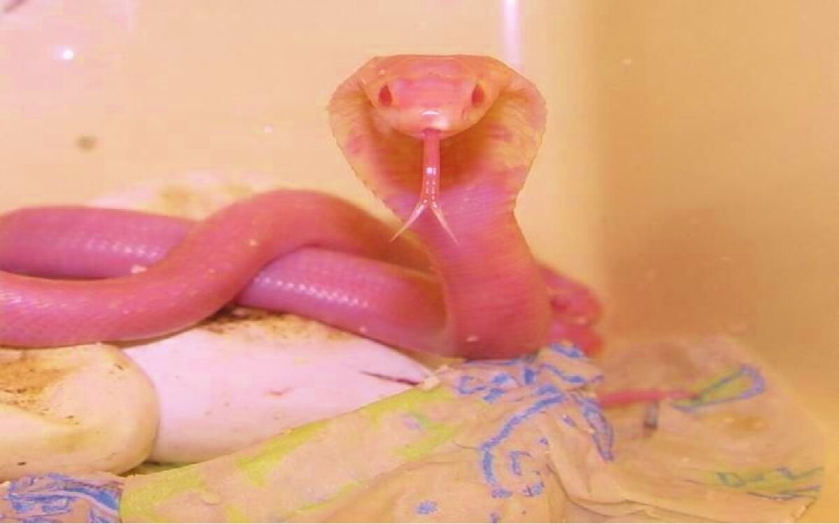 Pink Colour Cobra