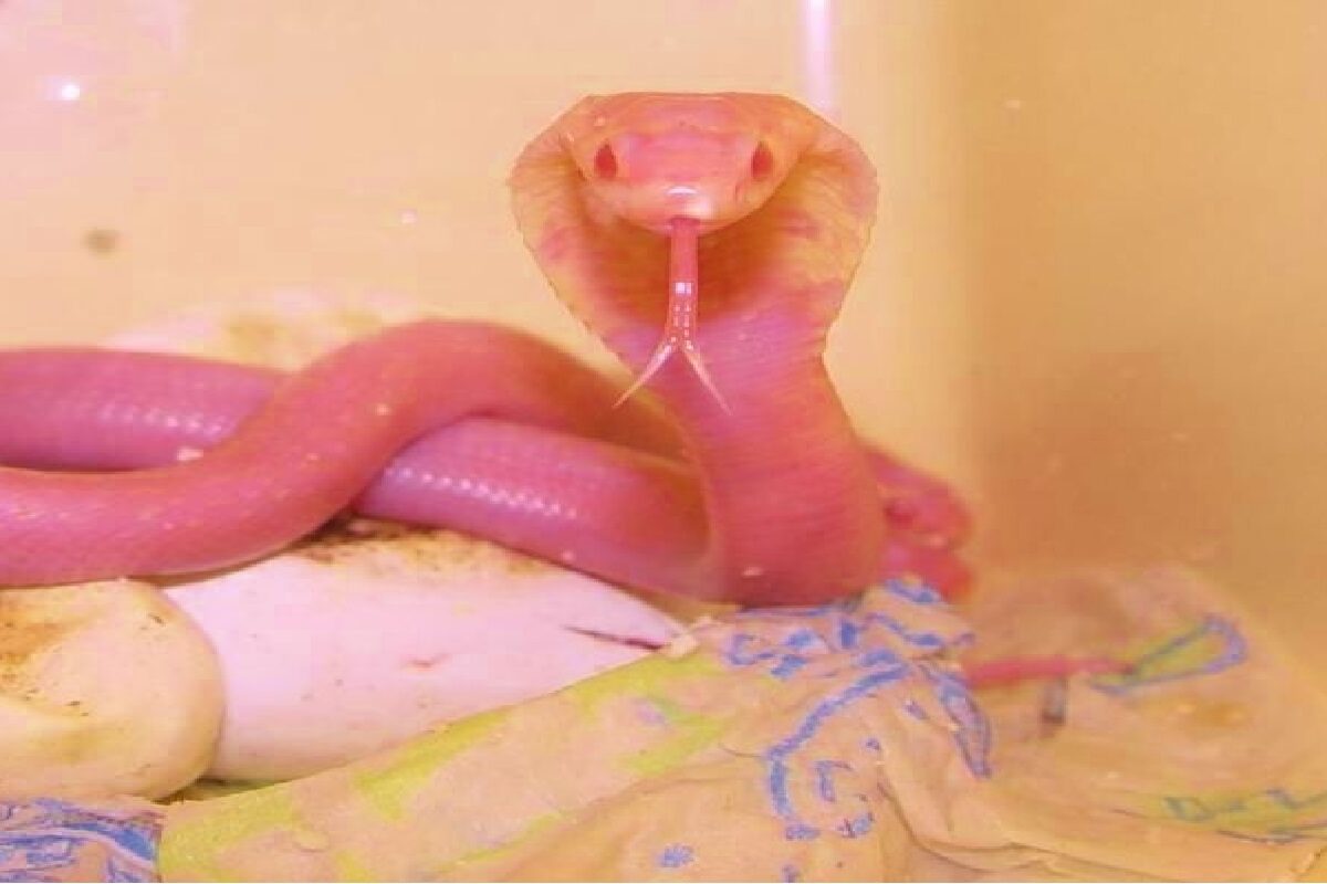 Pink Colour Cobra