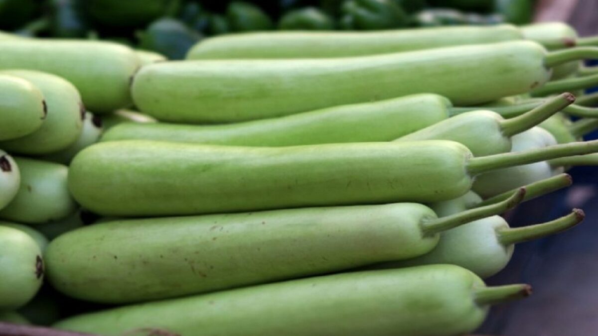 bottle gourd