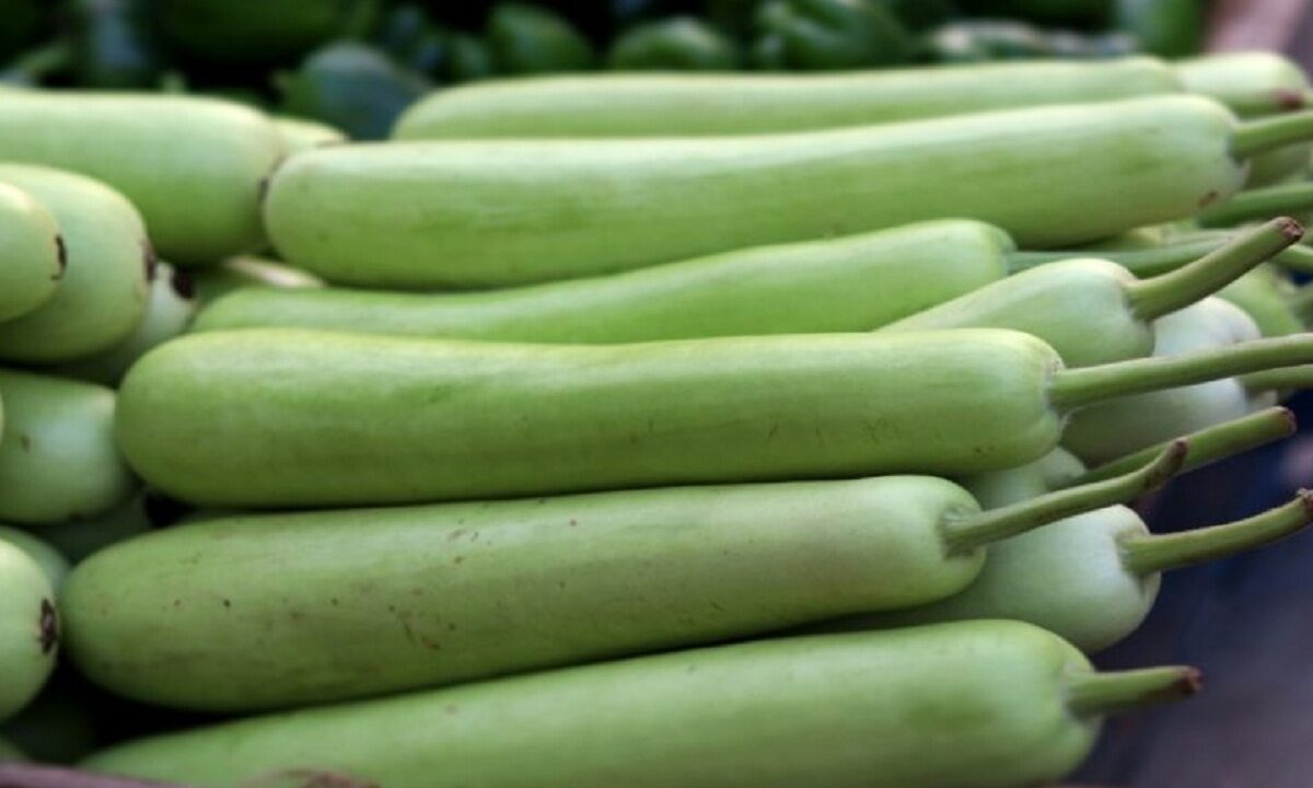 bottle gourd