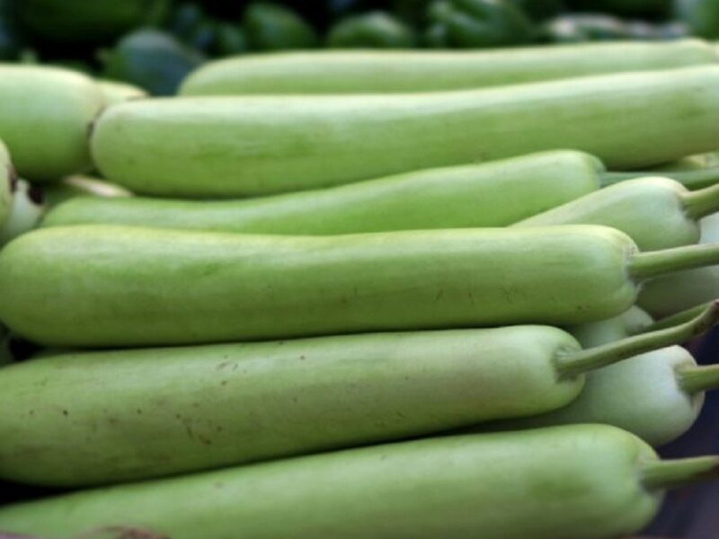 bottle gourd