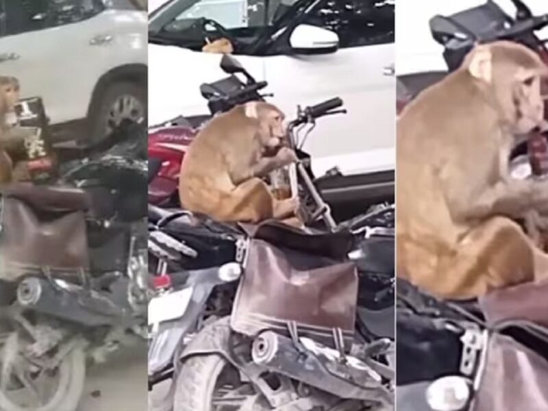 kanpur monkey viral news