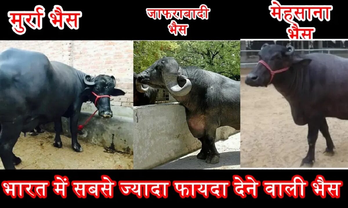 mehsana breed buffalo