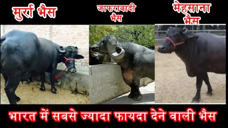 मुर्रा नस्ल की भैंस से करें अपने डेयरी बिज़नेस की शुरुवात, बहुत कम समय में होगा इतना फ़ायदा