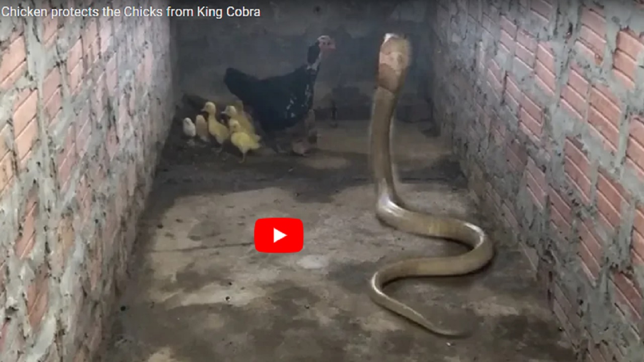 बच्चों की सुरक्षा के लिए 8 फीट लंबे कोबरा से लड़ गई मुर्गी, एक एक बच्चे की ऐसी बचाई जान, वायरल हुआ वीडियो